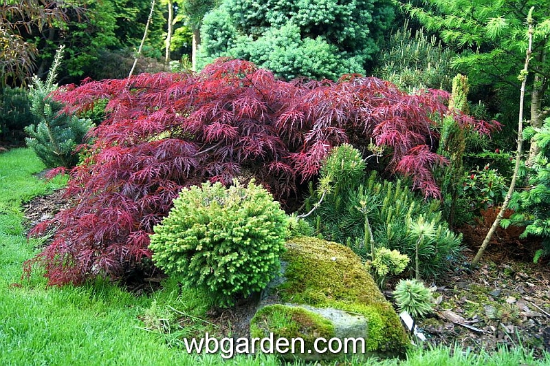 wbgarden spring 43.JPG